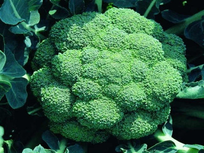 Calabrese 'Marathon'
