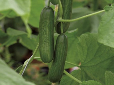 Cucumber 'Passandra F1'