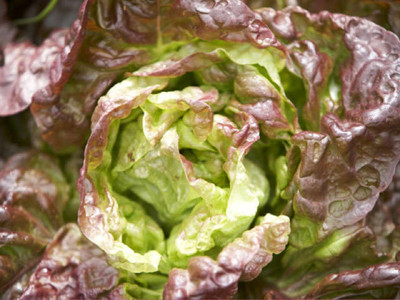 Lettuce, Batavia 'Red Green Mix'