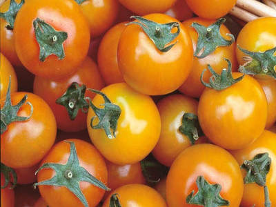 Sungold' Cherry Tomato Seeds