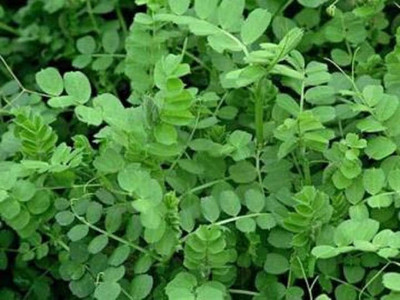 Green Manure Winter Vetch (Tares)