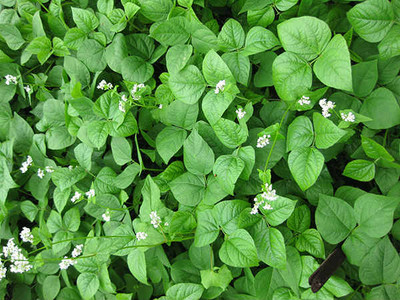 Green Manure Buckwheat