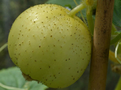 Cucumber Crystal Lemon