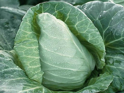 Cabbage Spring 'April'