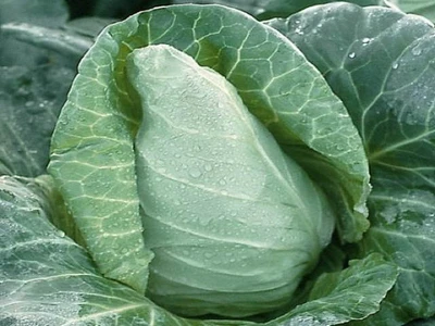 Spring Cabbage  'Caraflex F1'