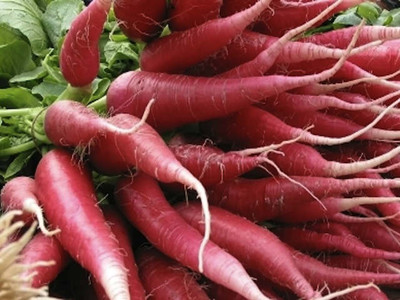 Oriental Radish 'China Rose'