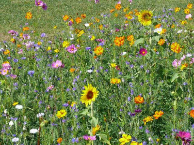 Wild Flower Mix - Butterfly & Bee Mix