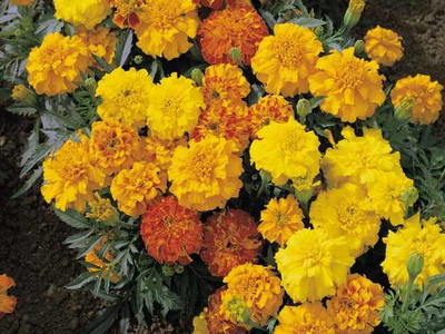 Companion Plants - Marigold 'Hero'