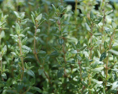 Thyme Seeds