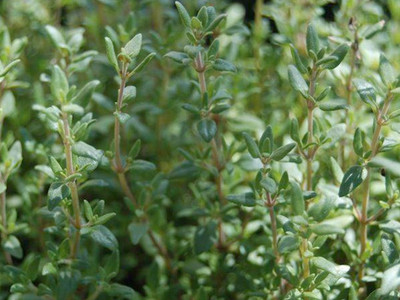 Thyme Seeds