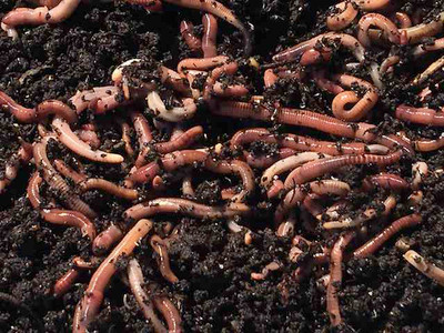 500G - 2KG Composting Worms