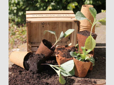 Wood Fibre Pots Round - 8cm X 48 Pots