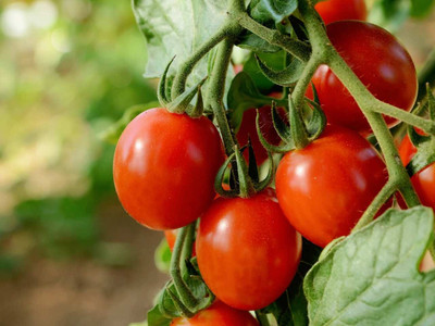 Large Cherry Tomato 'Sakura F1'