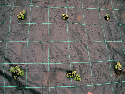 Gro Grid Planting Mat 'C' For Large Brassicas, Tomatoes & Courgettes.