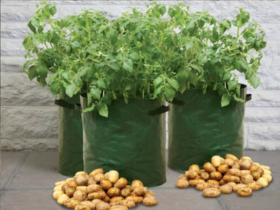 Potato Patio Planters -3 Pack