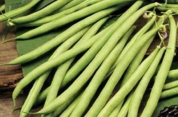 Legumes (Peas & Beans)