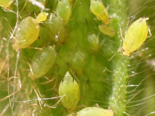 Aphids & Insects