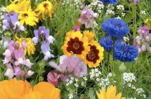 Flowers & Companion plants