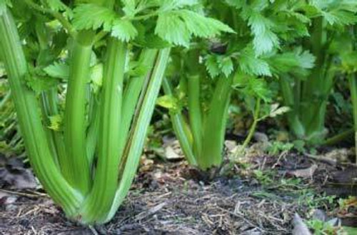 Celery Family