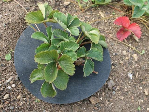 Strawberry mats for plant protection