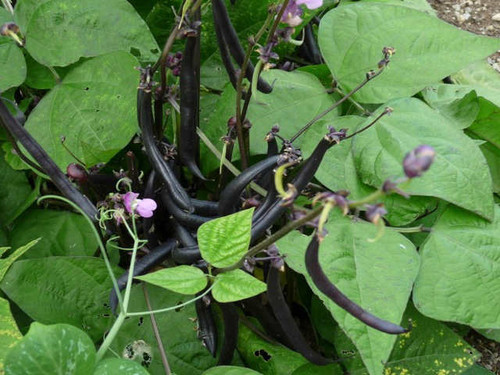 Growing Purple Queen variety of dwarf French bean