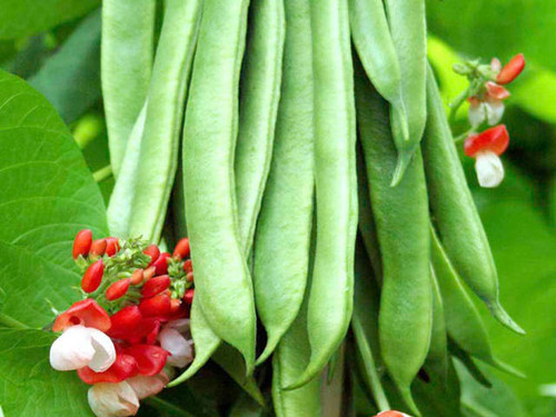 Streamline giant runner beans grow your own