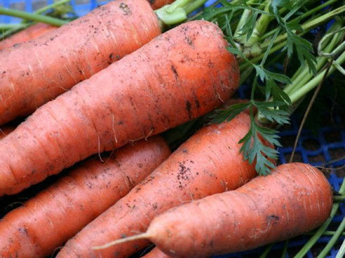 Autumn king is a late maincrop variety of carrot