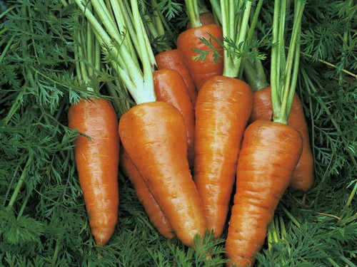 Wortelen Chantenay stump root variety of carrot