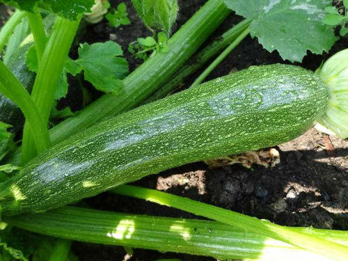 Cassiopee is a high yielding variety of courgette