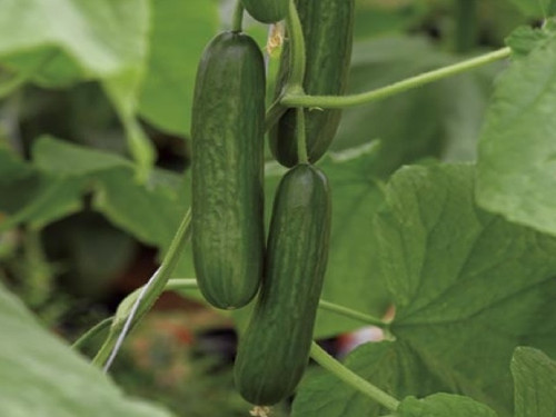 Seeds for growing the Paska cucumber variety