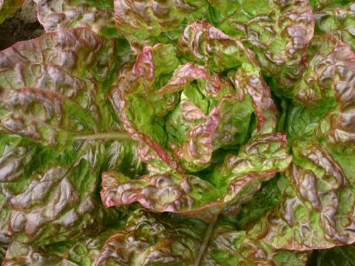 Merveille des Quatre Saisons variety of butterhead lettuce