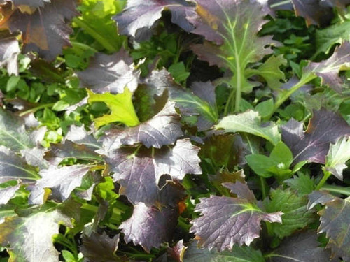 Red baron is a red variety of mizuna oriental salads