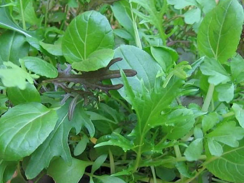 a mix of the best oriental salads to grow