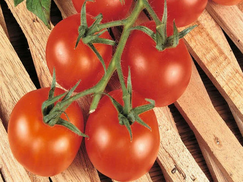Grappelina is a disease resistant vine tomato