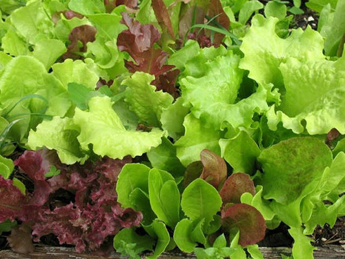 salad mix seeds frilly and decorative