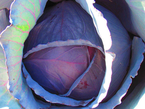 Langedijker Vroege is a dutch red cabbage with tight heads