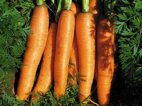 Nantes 2 are long and sweet carrots with excellent colour