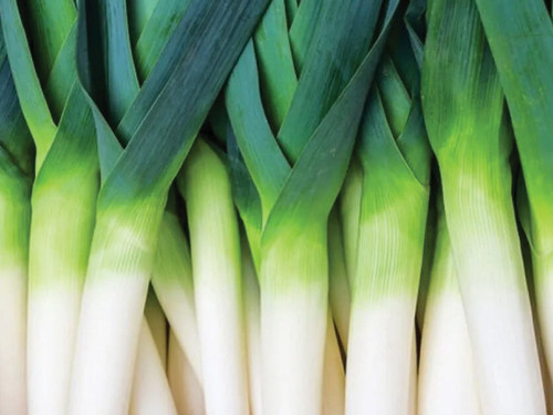 Leeks with blue green foliage and clean white shafts, Farinto variety