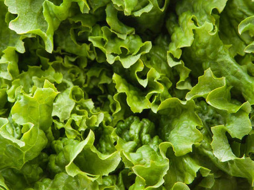 Lollo Bionda frilly leaved variety of lettuce