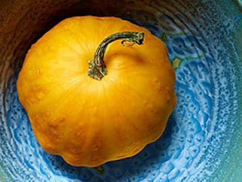Sunburst is a new variety of squash seeds