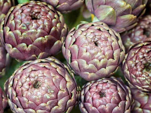 Violet de Provence variety of artichokes