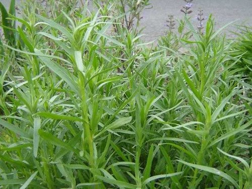 Russian tarragon seeds