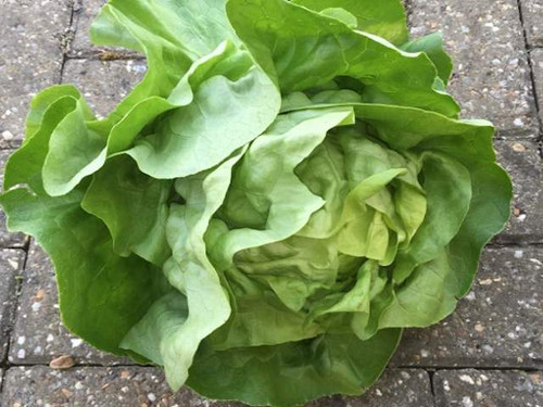 Susana butterhead lettuce freshly harvested