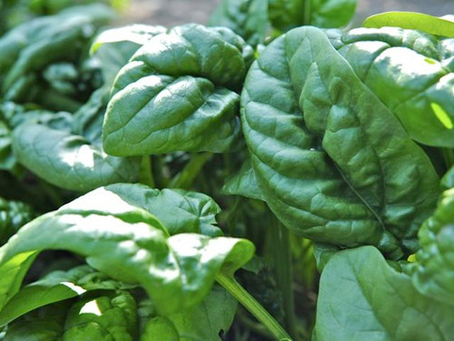 Fully grown Spinach Medania variety