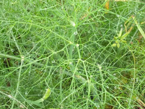 Duitse variety of common fennel