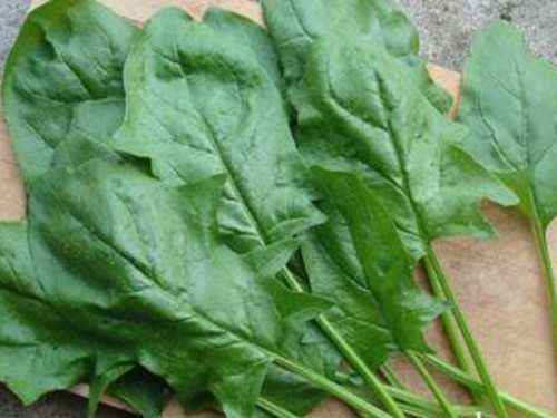 Spinach 'Mikado F1' is a unique oriental variety of spinach which provides excellent yield throughout summer and into autumn.