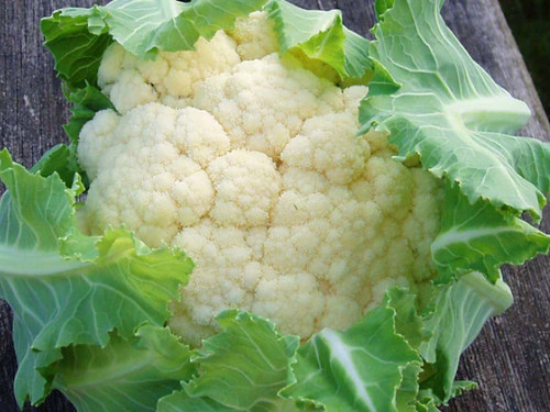 Overwintering white cauliflower head with protective green leaves, Clemen variety