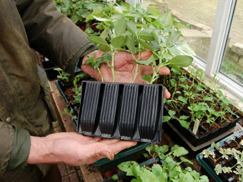 Root training cells from the plant tray