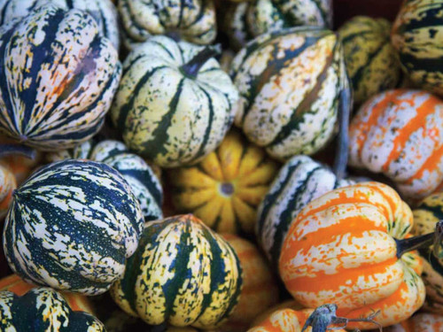 Winter squash sweet dumpling