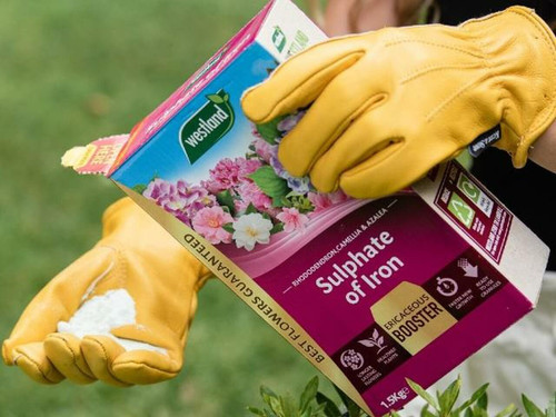 Westland Sulphate of Iron makes soil more acidic. It is ideal for ericaceous and acid loving plants including azaleas, camellias, hydrangeas & rhododendrons.